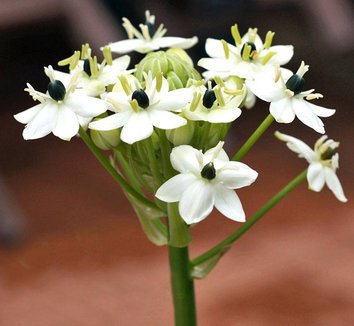 Photo of Ornithogalum arcuatum flower by Leafari