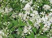 Deutzia