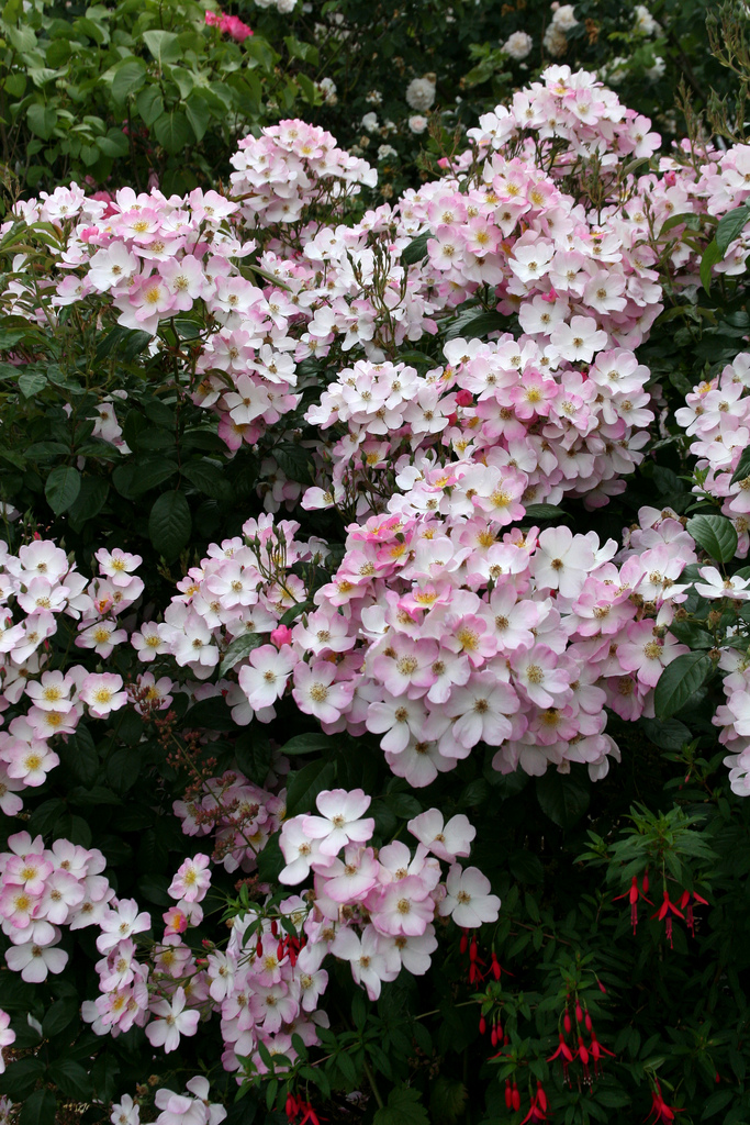 Photo of Rosa Lyda flower by Annie's Annuals & Perennials