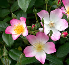 Photo of Rosa Lyda flower by Annie's Annuals & Perennials