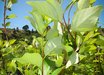 Populus