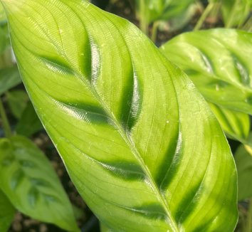 Photo of Goeppertia concinna foliage by Little Prince of Oregon
