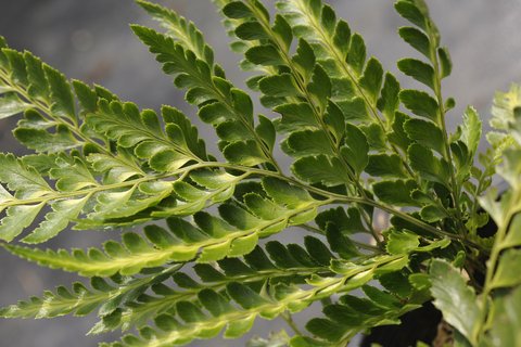 Arachniodes simplicior | Arachniodes aristata 'Variegata' | Arachniodes  simplicior 'Variegata' | Arachniodes simplicor 'Variegata' | plant lust