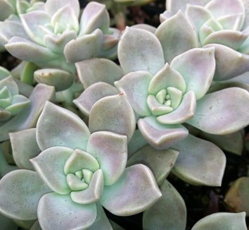 Photo of Graptopetalum 'Purple Haze' foliage by Little Prince of Oregon