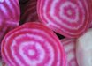 Chioggia Beet