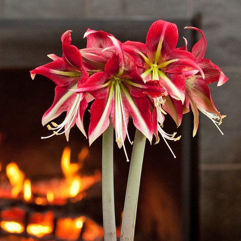 Hippeastrum 'Ruby Star' PP22806 | Amaryllis 'Ruby Star' | plant lust