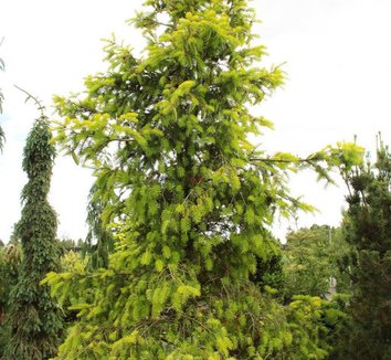 Photo of Pseudotsuga menziesii 'El Dorado' form by Conifer Kingdom