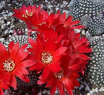 Rebutia from multiple nurseries on Plant Lust