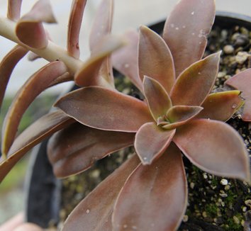 Photo of Echeveria dactylifera foliage by plant lust