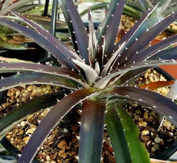 Dyckia from multiple nurseries on Plant Lust