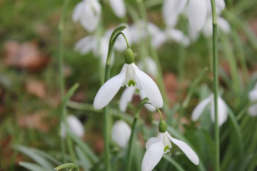 Photo of Galanthus elwesii 'Mrs Macnamara' flower, foliage by Rictor Norton & David Allen