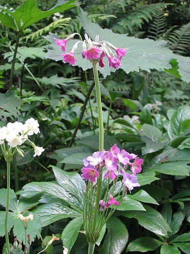 Photo of Primula alpicola flower by peganum