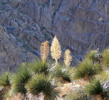Photo of Nolina parryi flower, form by Stan Shebs