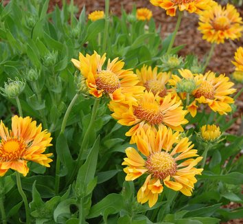 Photo of Gaillardia 'Oranges and Lemons' PP17092 flower by Far Out Flora