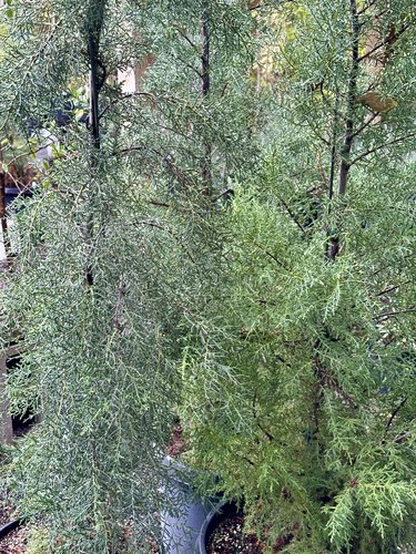 Photo of Cupressus glabra by 	Patricia Cunningham