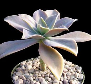 Photo of x Graptoveria 'Fred Ives' foliage by Kara Nursery