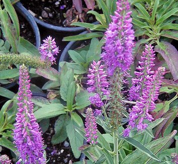 Photo of Veronica longifolia 'Eveline' PP14888 flower by Conifer Kingdom