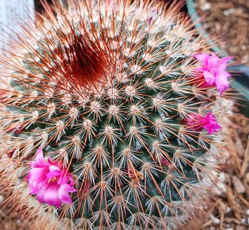 Mammillaria from multiple nurseries on Plant Lust