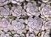 Graptopetalum