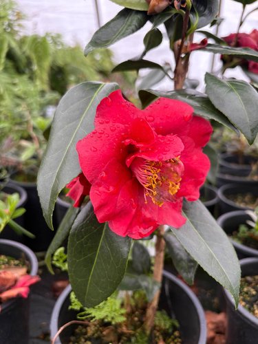 Photo of Camellia japonica 'Bob Hope' flower by plant lust