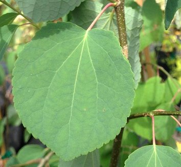 Photo of Cercidiphyllum japonicum 'Tidal Wave' foliage by Forestfarm