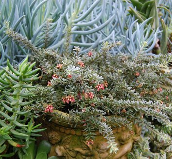 Photo of Grevillea lanigera 'Coastal Gem' container plant by Far Out Flora