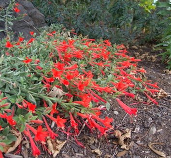 Photo of Zauschneria californica 'Everett's Choice' flower by Dancing Oaks Nursery
