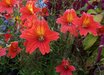 Salpiglossis