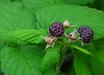 Rubus leucodermis