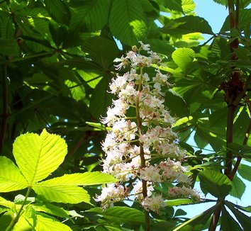 Aesculus from multiple nurseries on Plant Lust