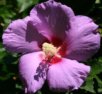 Photo of Hibiscus 'Tosca' flower by Hoot Owl Hollow Nursery
