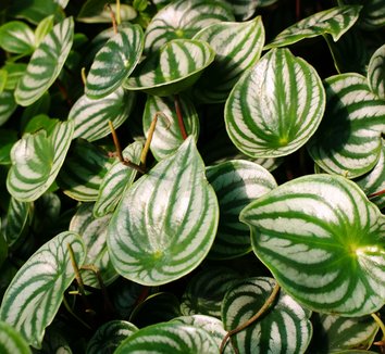 Photo of Peperomia argyreia foliage by Karl Gercens III