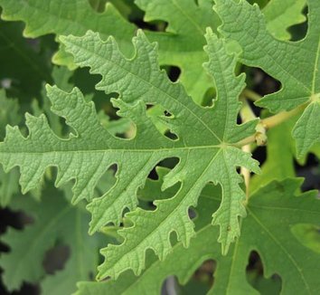 Photo of Ficus afghanistanica 'Green Filigree' foliage by Cistus Nursery