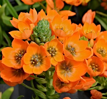 Photo of Ornithogalum dubium flower by JLPC