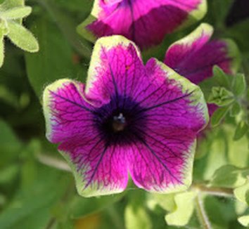 Photo of Petunia Pretty Much Picasso® PP21649 flower by Confessions of a Plant Geek