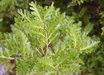 Phyllocladus