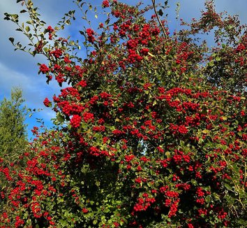 Photo of Crataegus 'Autumn Glory' berries, form by Sean Hogan of Cistus Nursery
