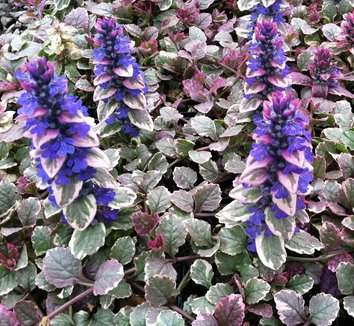 Photo of Ajuga reptans 'Burgundy Glow' flower, foliage, form by Little Prince of Oregon