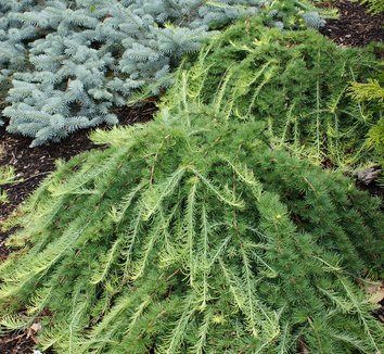 Photo of Larix decidua 'Pendula' foliage by Karl Gercens III