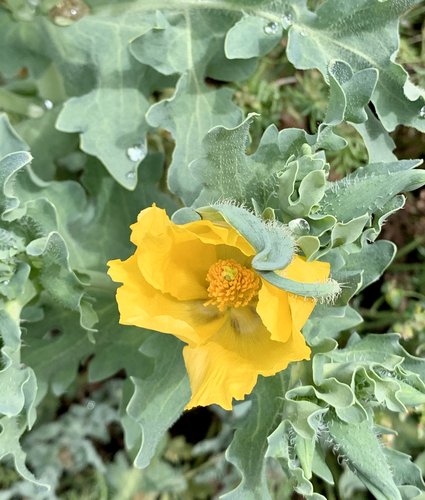 Photo of Glaucium flavum by plant lust