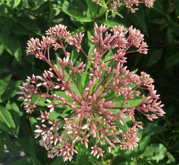 Photo of Eutrochium dubium 'Baby Joe' PP20320 flower by Kristine Paulus