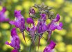 Linaria
