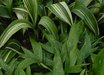 Aspidistra