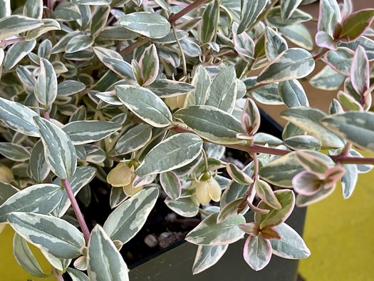 Photo of Ugni molinae 'Flambeau' by 	plant lust