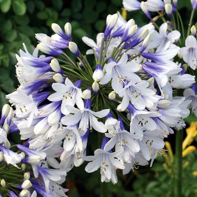 『ユイカ』 1st LIVE「Agapanthus」 National Plant Network 1 gal Agapanthus Live Perennial Plant