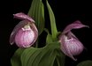 Cypripedium hotei-atsumorianum