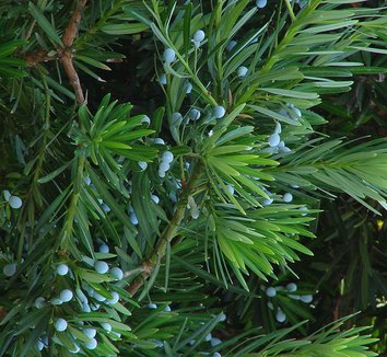 Photo of Podocarpus macrophyllus foliage, fruit by Koppchen