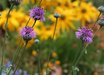 Centaurea