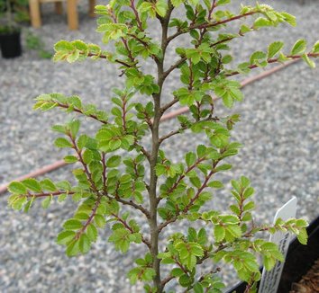 Photo of Ulmus x hollandica 'Jacqueline Hillier' foliage by Far Reaches Farm