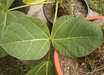 Erythrina